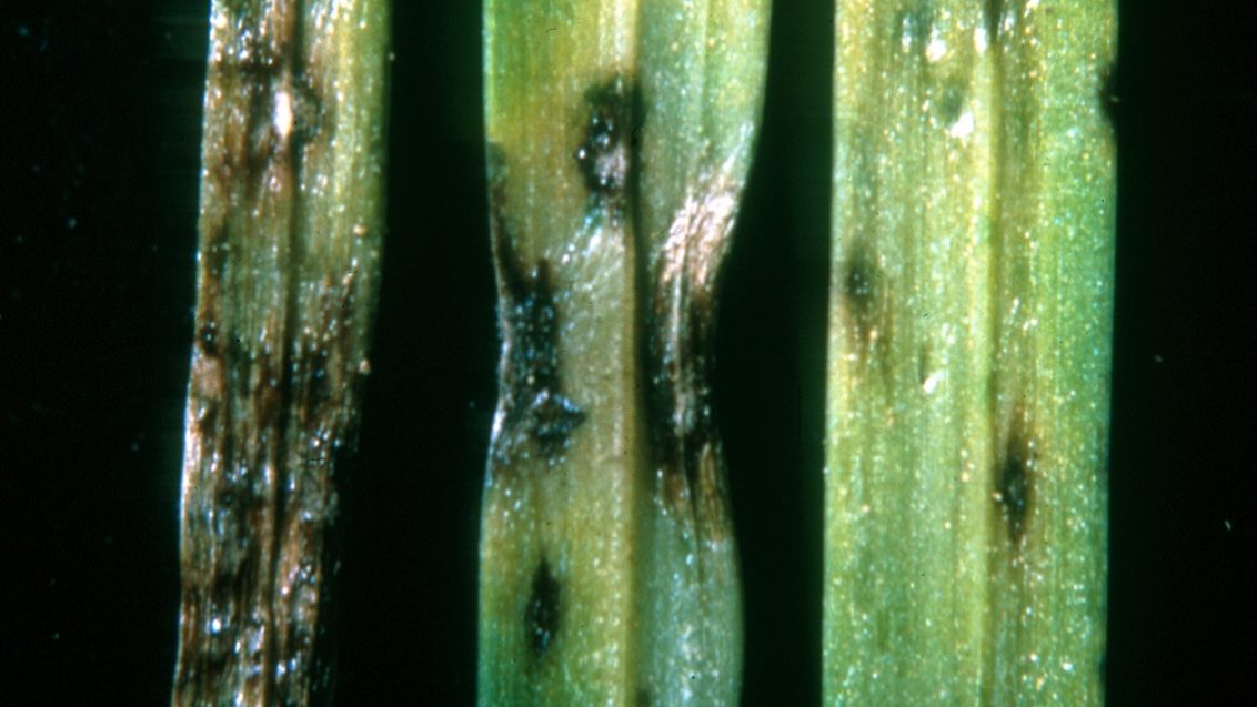 Grey leaf spot lesions pyricularia grisea