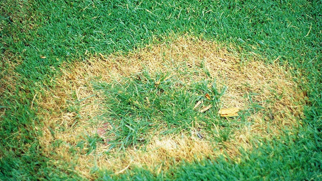 Take all patch - uromyces on golf fairway