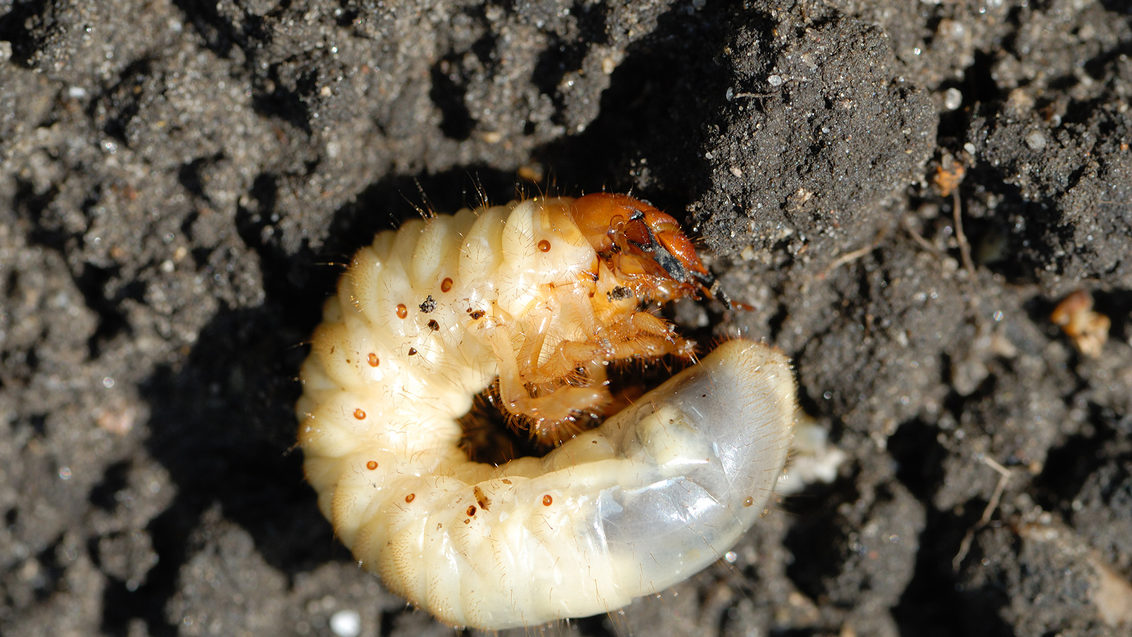 White grub larvae