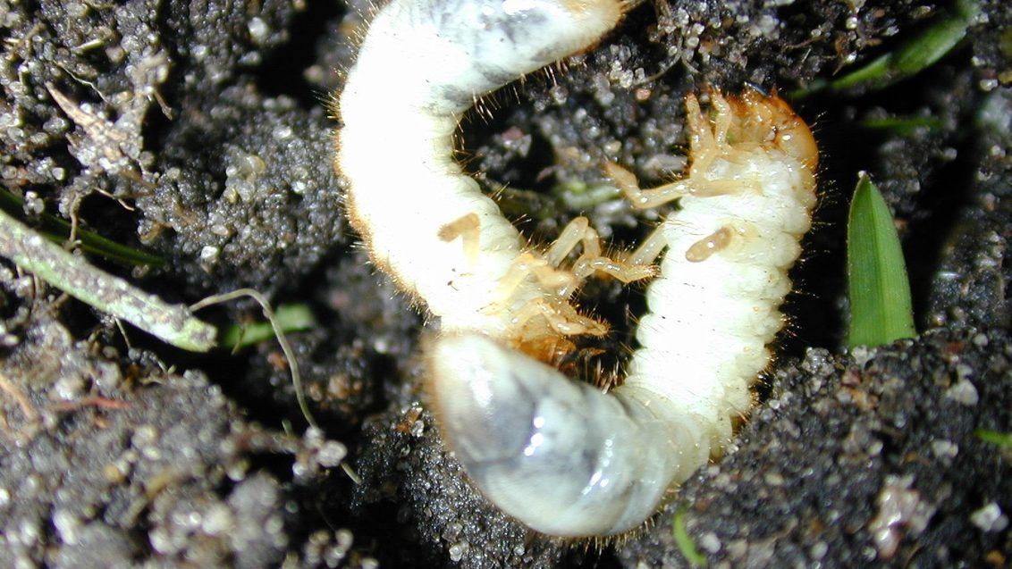 White grub larvae