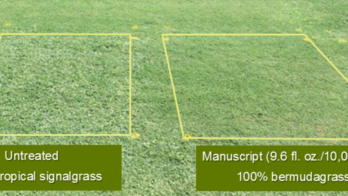 Syngenta Turf Grass Herbicide Manuscript