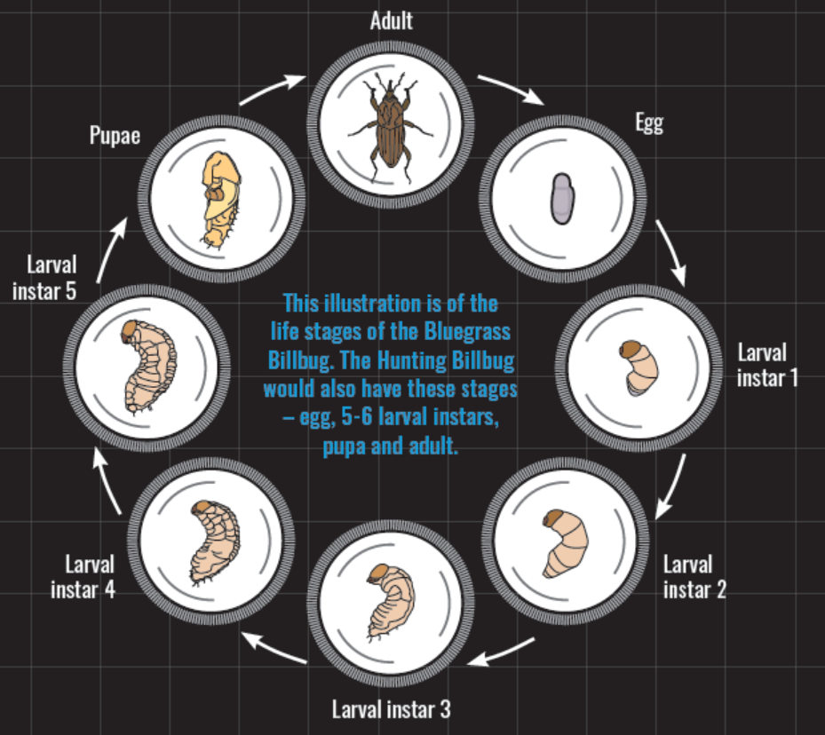 Hunting billbug lifecycle