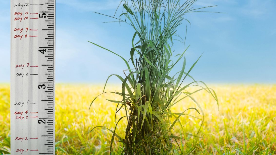 Syngenta Manuscript Herbicide for Weeds