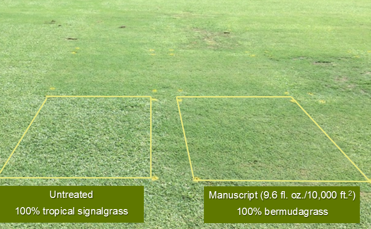 Manuscript Turf Herbicide available in the UAE
