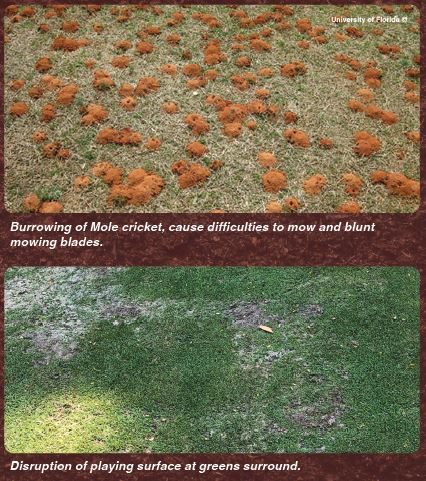 Mole cricket damage