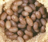 Mole cricket eggs