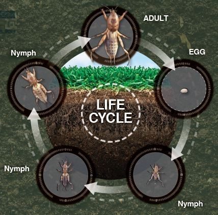 Mole cricket life cycle