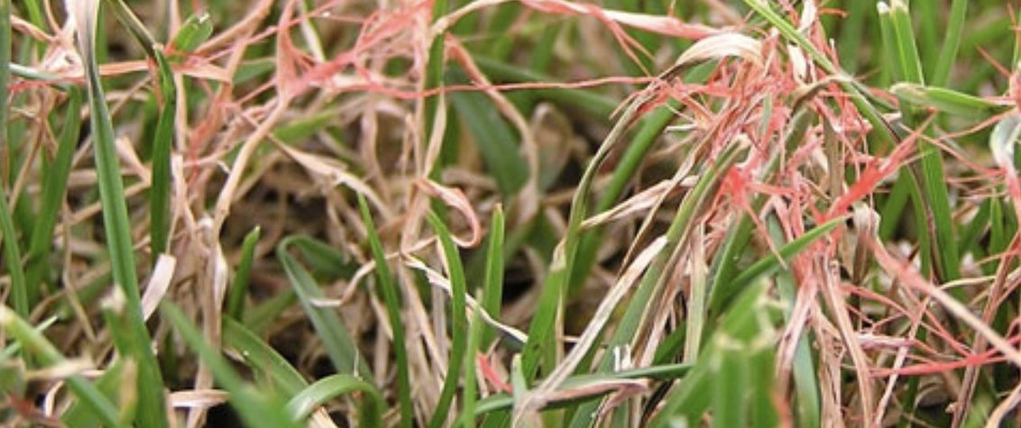 Treating Red Thread Turf Disease in the United Arab Emirates