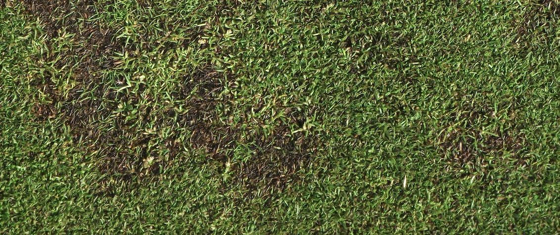 Treating take all patch - turf diseases in the UAE