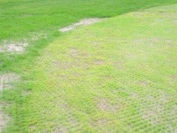 Turf Seedling Diseases Golf Courses