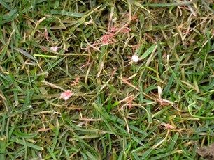 Treating Red Thread in Golf Course Turf UAE