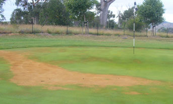 Treatment of Pythium Blight in Golf COurse Turf UAE